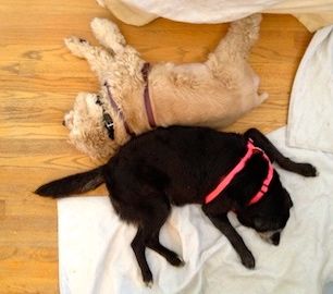 two large dogs, one black and one goldn, sleep back-to-back on the floor